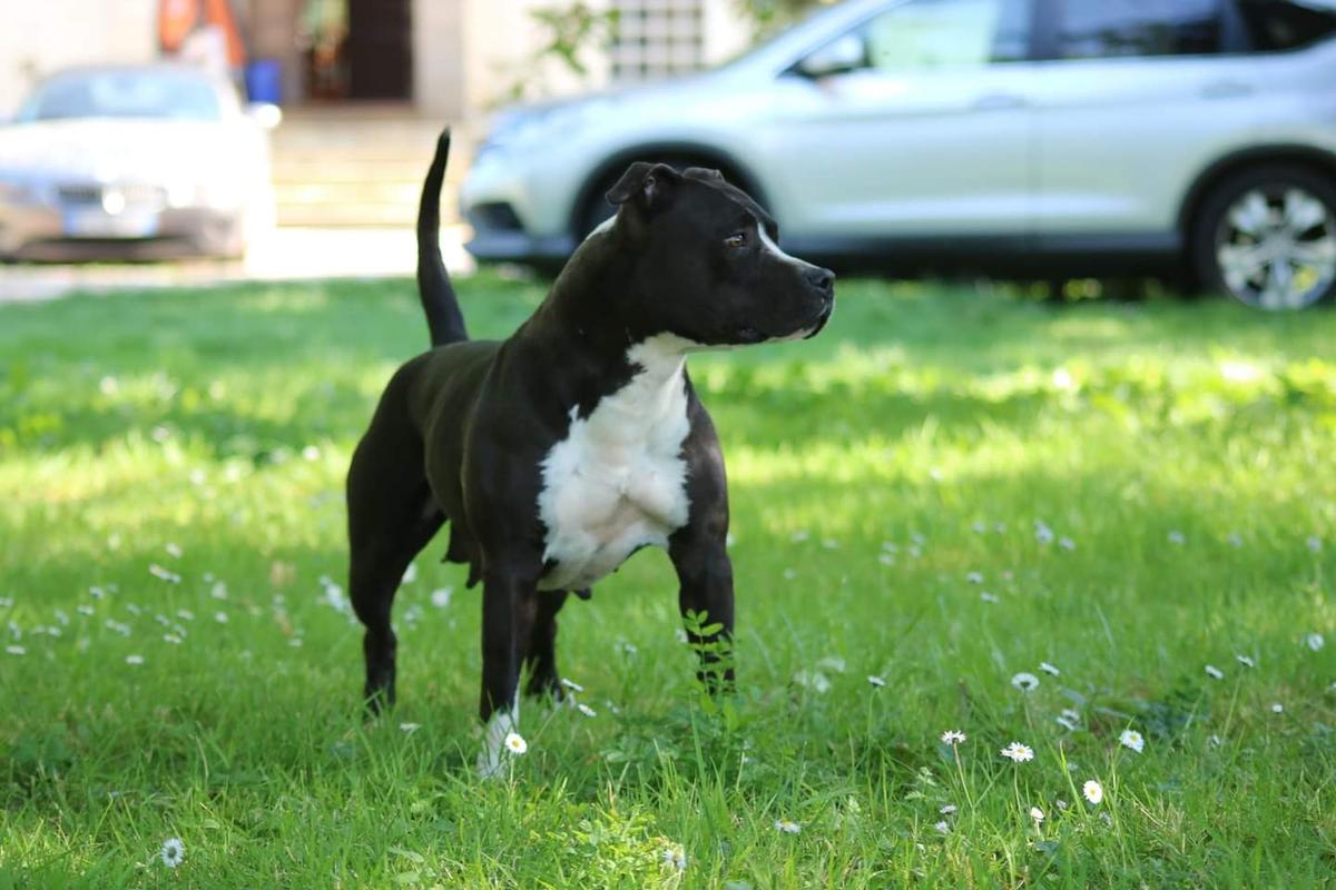 Mya Du Chemin Des Moulins | American Staffordshire Terrier 