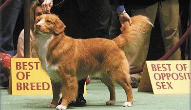 Littleriver's Decoy Dancer | Nova Scotia Duck Tolling Retriever 