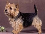 Jasper Vom Tierfreund | Norwich Terrier 