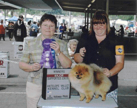 Pominique's That's All Folks | Pomeranian  Pominique's That's All Folks | Pomeranian