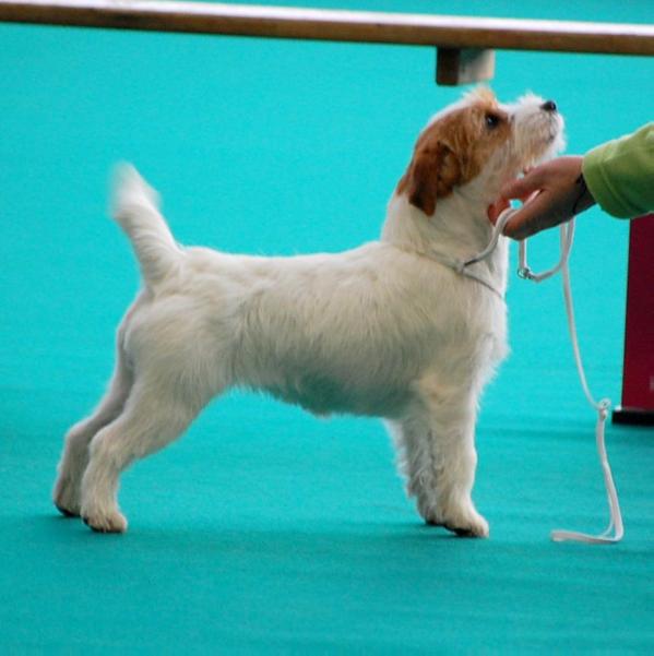 First Lady of Mayo Land | Jack Russell Terrier 