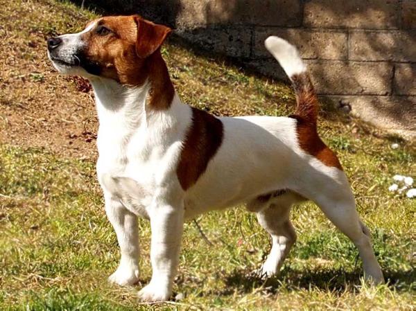 Gionus La Violetta Coffee | Jack Russell Terrier 