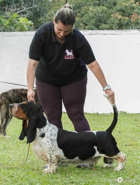 Brave basset River | Basset Hound 