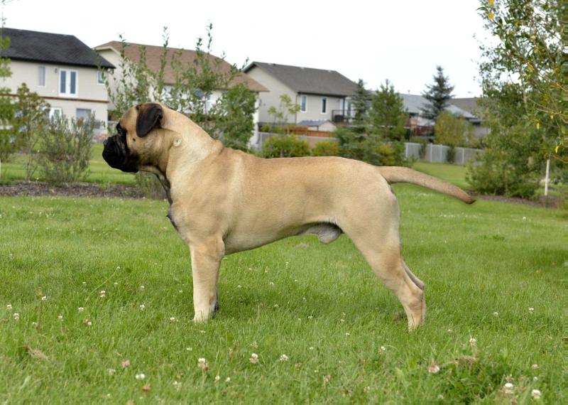 Sycalcade's Eight Seconds to Win | Bullmastiff 