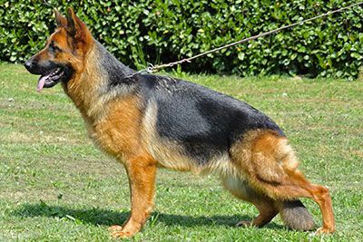 Elodie di Casa Beggiato | German Shepherd Dog 