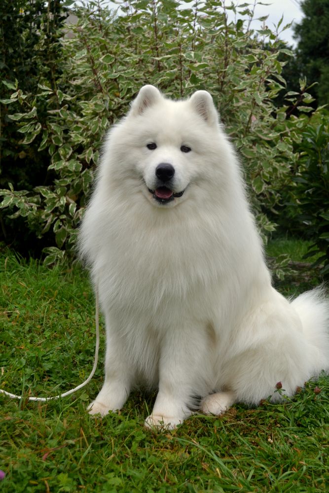 CONSENTIDOS CORTÉZ LA TORRE ROJA | Samoyed 