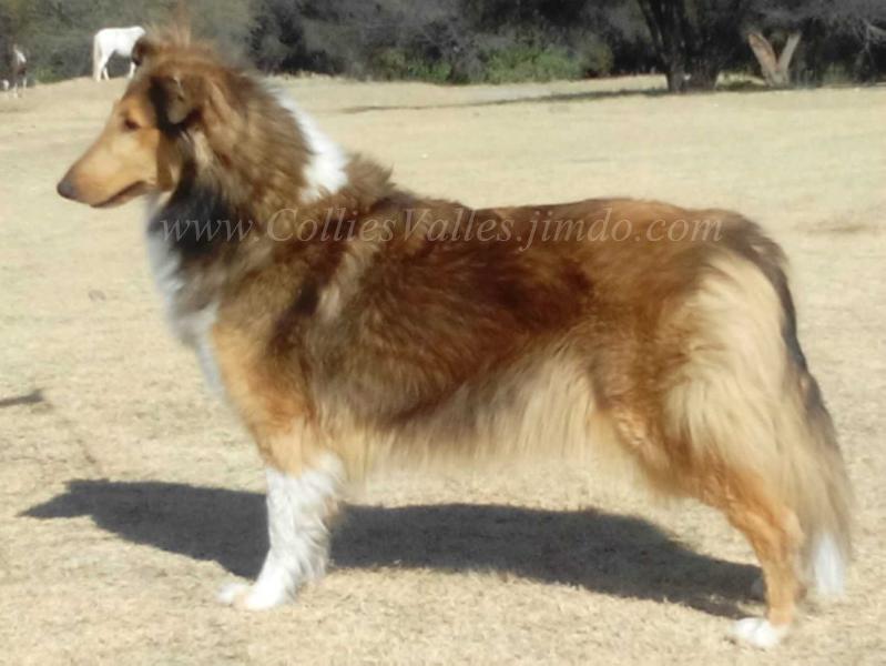 Aome Peraza MEX. FCI. | Rough Collie 