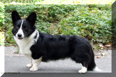 Mandylay's Tribune | Cardigan Welsh Corgi 