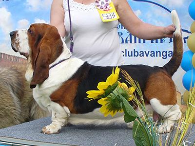 Balagur Moy iz Chernichnogo Raja | Basset Hound 