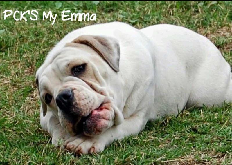 PCK's My Emma | Olde English Bulldogge 