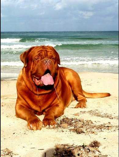 WHITE BULL-DOG TOKYO | Dogue de Bordeaux 
