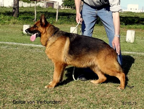 Dulce Von Verbunden - Casa Chaplin | German Shepherd Dog 