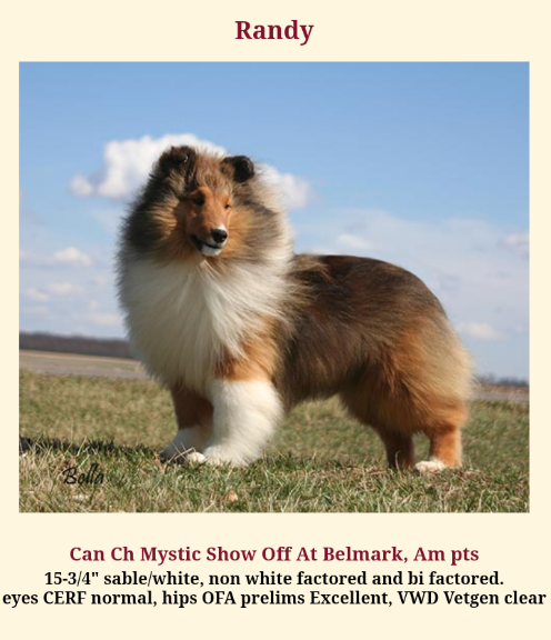 MYSTIC'S SHOW OFF AT BELMARK | Shetland Sheepdog 