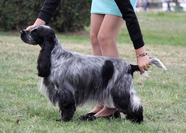 ENTRADA MI CORAZON Esqueen | English Cocker Spaniel 