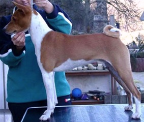 Mutabaruga's Desmond Dekker | Basenji 
