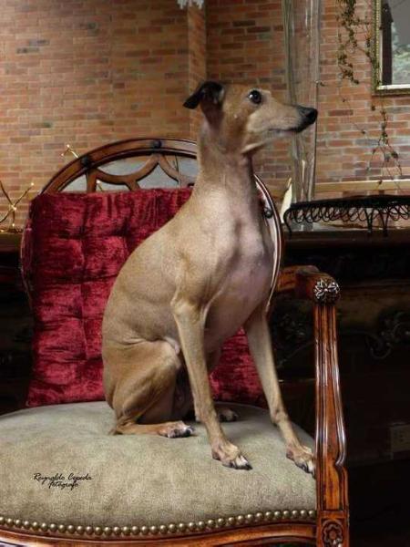 Davinci's GVRP  Julia la Bellisima | Italian Greyhound 