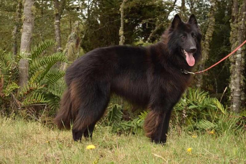 SIBIRLAND´S AZIZI "HADES" | Belgian Groenendael 