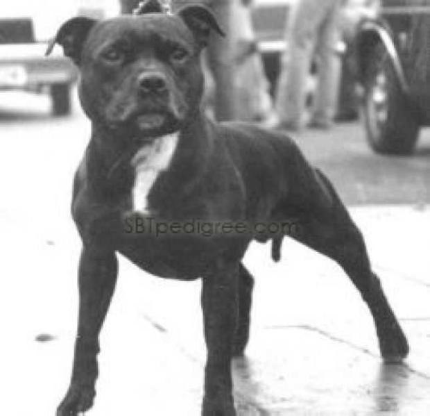 Kaluki Duke | Staffordshire Bull Terrier 