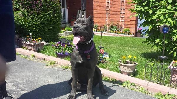 Blue Mountain's Cleopatra | Cane Corso 