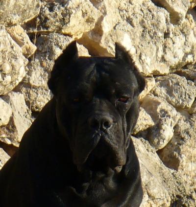 DIUK | Cane Corso 