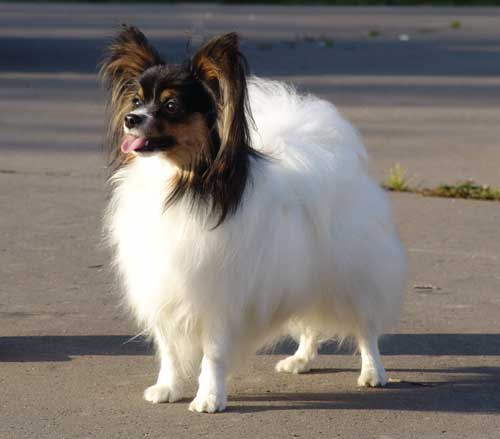 Sorsery Eva Lav Imidz | Papillon 