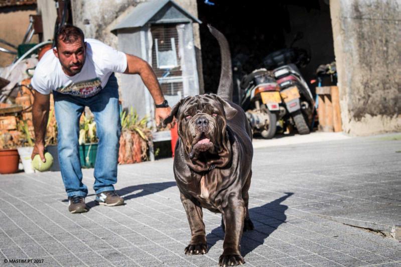 APPIA DELLA RUPE | Neapolitan Mastiff 