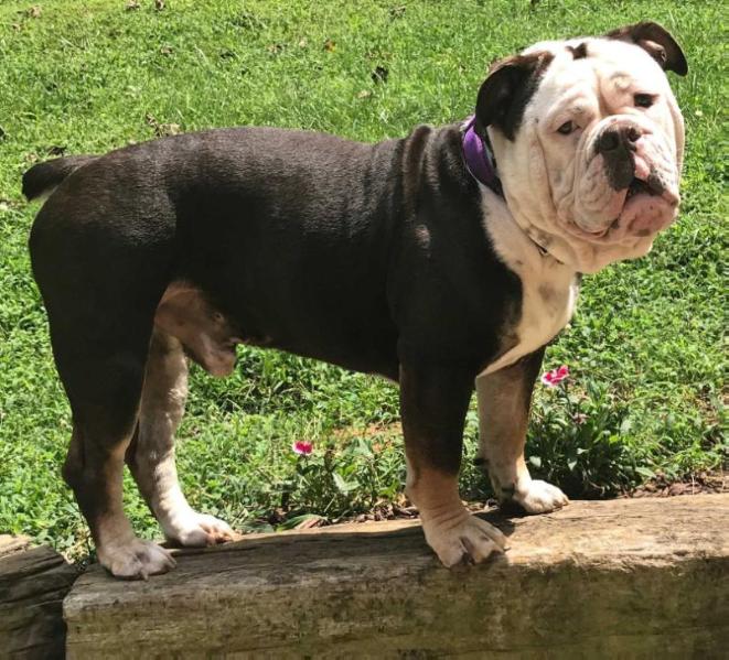 Renison's Ace Of Spades | Olde English Bulldogge 