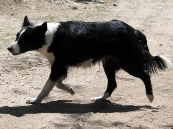 Pooch | Border Collie 