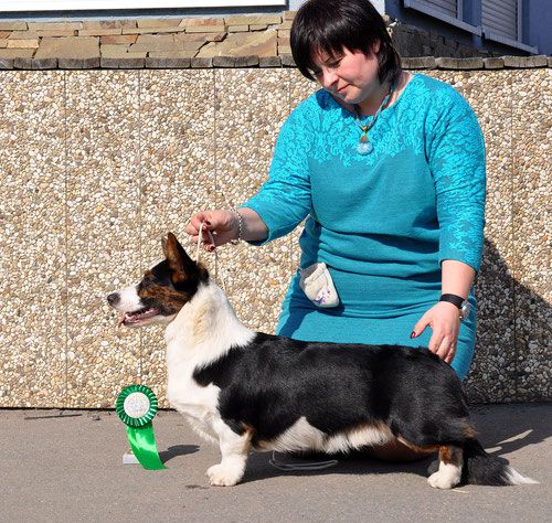 Major Point Zoltan | Cardigan Welsh Corgi 