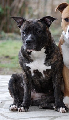 Rixendis Tribale Babsy | American Staffordshire Terrier 