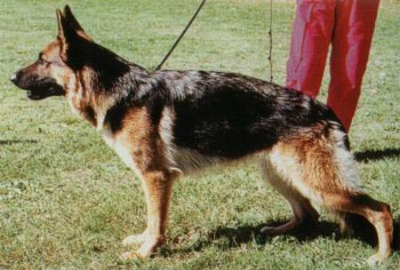 Betty v. Uebeschi-See | German Shepherd Dog 