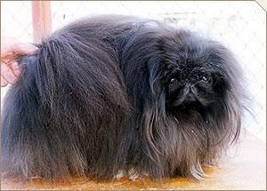 Vinsent | Pekingese 