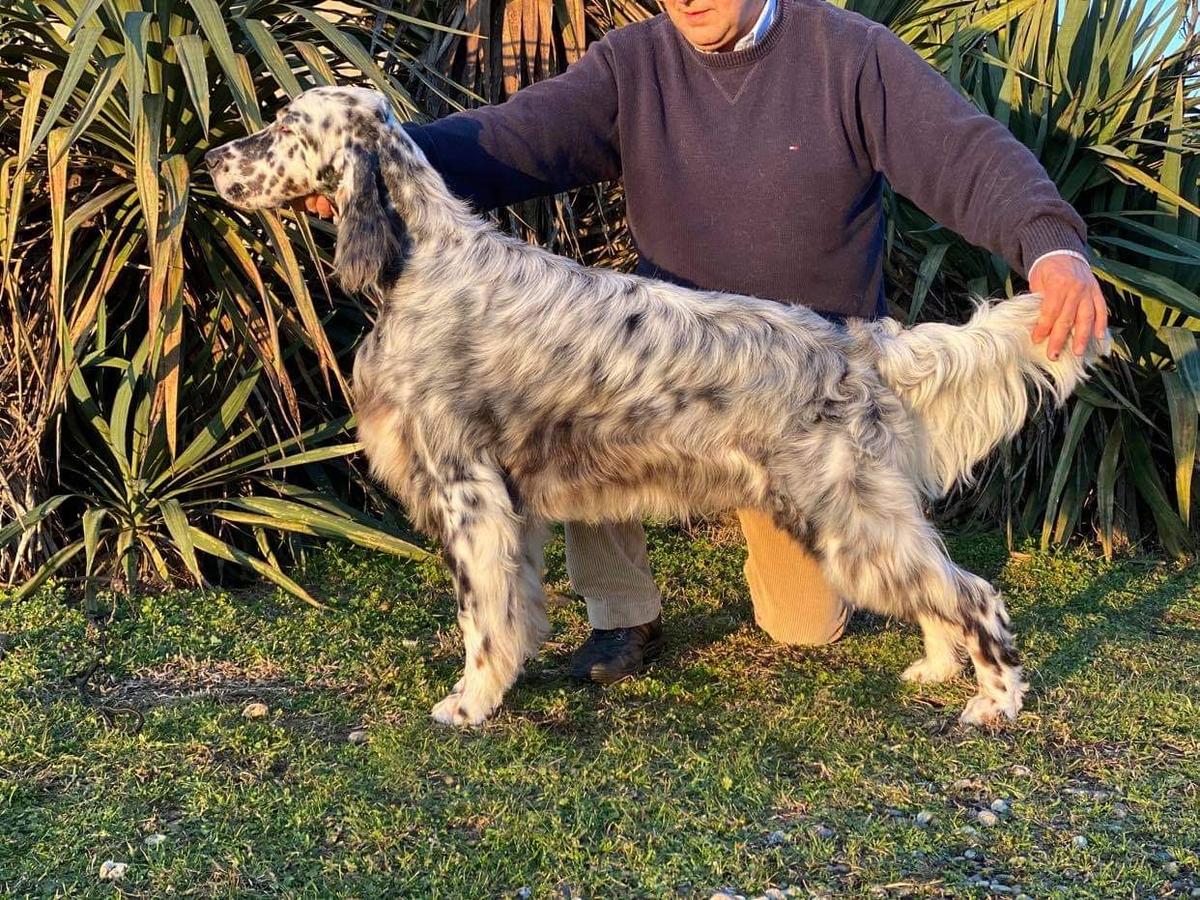 Fairray Victory Is So Sweet | English Setter 