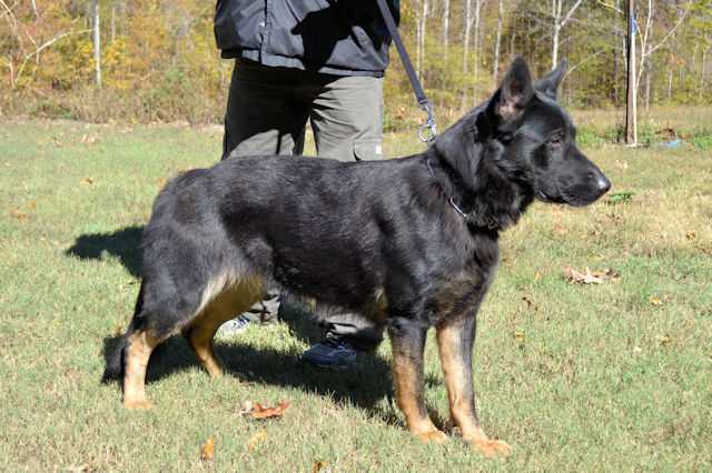 Rogue Vom Kuno Haus | German Shepherd Dog 