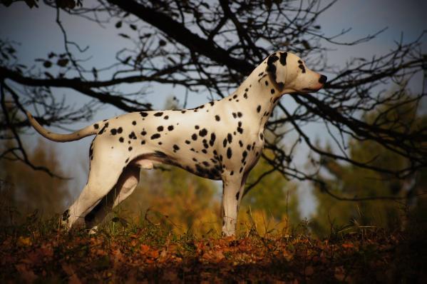 Caprilli's Justin Time (LUA) | Dalmatian 