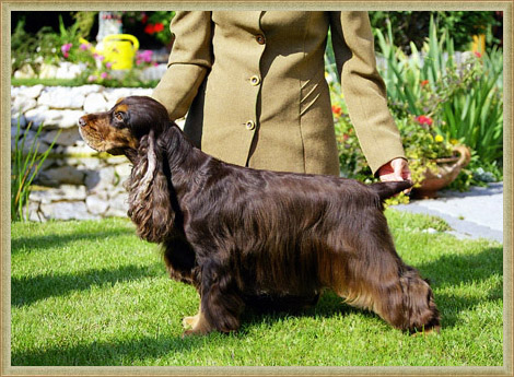 Julius a Nike's Chocolate Athina | English Cocker Spaniel 