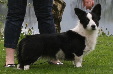 All Trade Shaken Not Stirred | Cardigan Welsh Corgi 