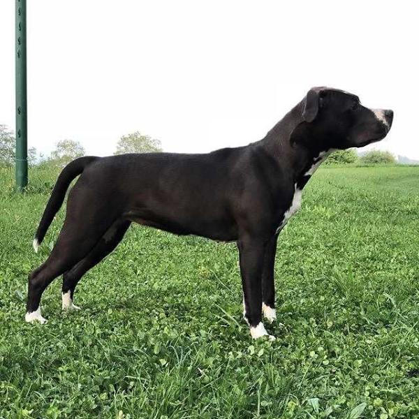 Sea Keeper’s Arya | American Staffordshire Terrier 