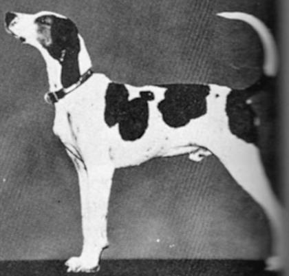 Stan's Sailor Junior | Treeing Walker Coonhound 