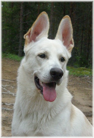 Tågabo kurre Kaliber | White Swiss Shepherd Dog 