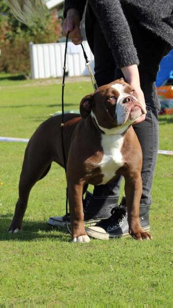 Stoltzes yvonne | Olde English Bulldogge 