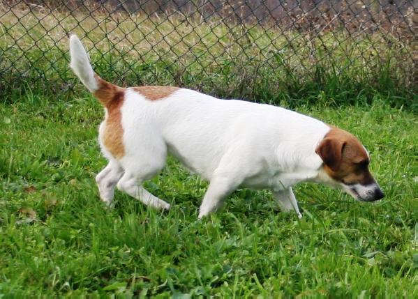 Royal di san ruffino jack nikita | Jack Russell Terrier 