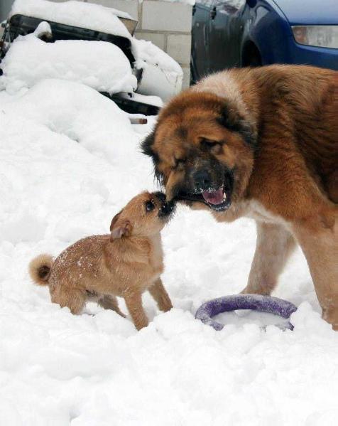 Furiya | Caucasian Mountain Dog 