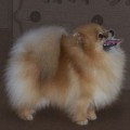 CHIKAI I'M HARRY PRINCE | Pomeranian 