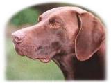 Wildbach Rosetti | German Shorthaired Pointer 