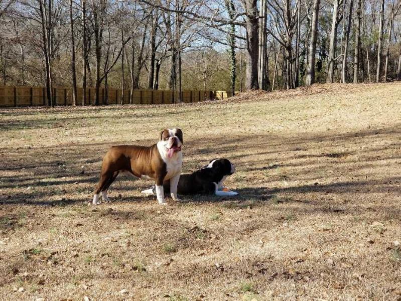 Jacobs' Chucky Brown A.K.A "Scooby" | Olde English Bulldogge 