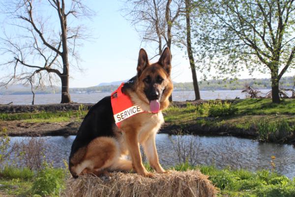 Mackenzie Mac von Highlander | German Shepherd Dog 