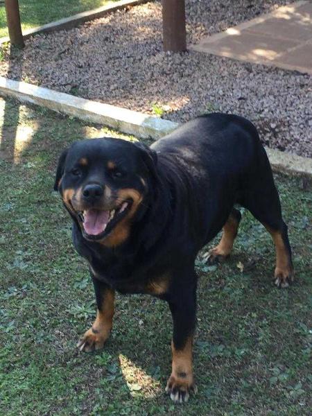 Domina III Norden Carebru | Rottweiler 