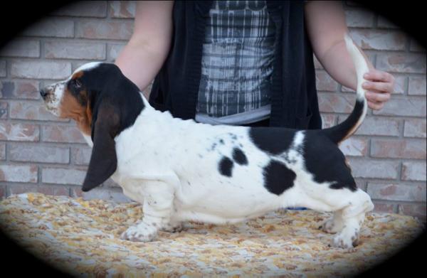 Wanda Z Polany Klapouchego | Basset Hound 