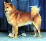 Pikkinokka's Audi Fox | Finnish Spitz 